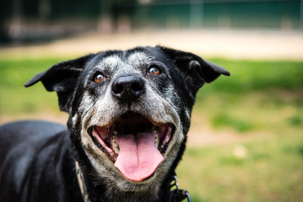 Portrait of a happy old dog at the dog park