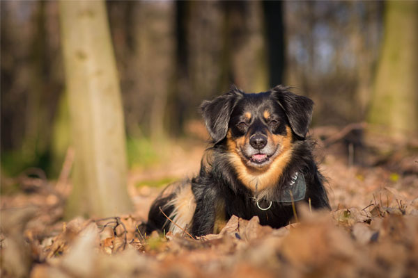 Dog lies in the foliage and looks into the camera