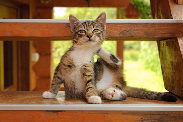 kitten on the steps itches