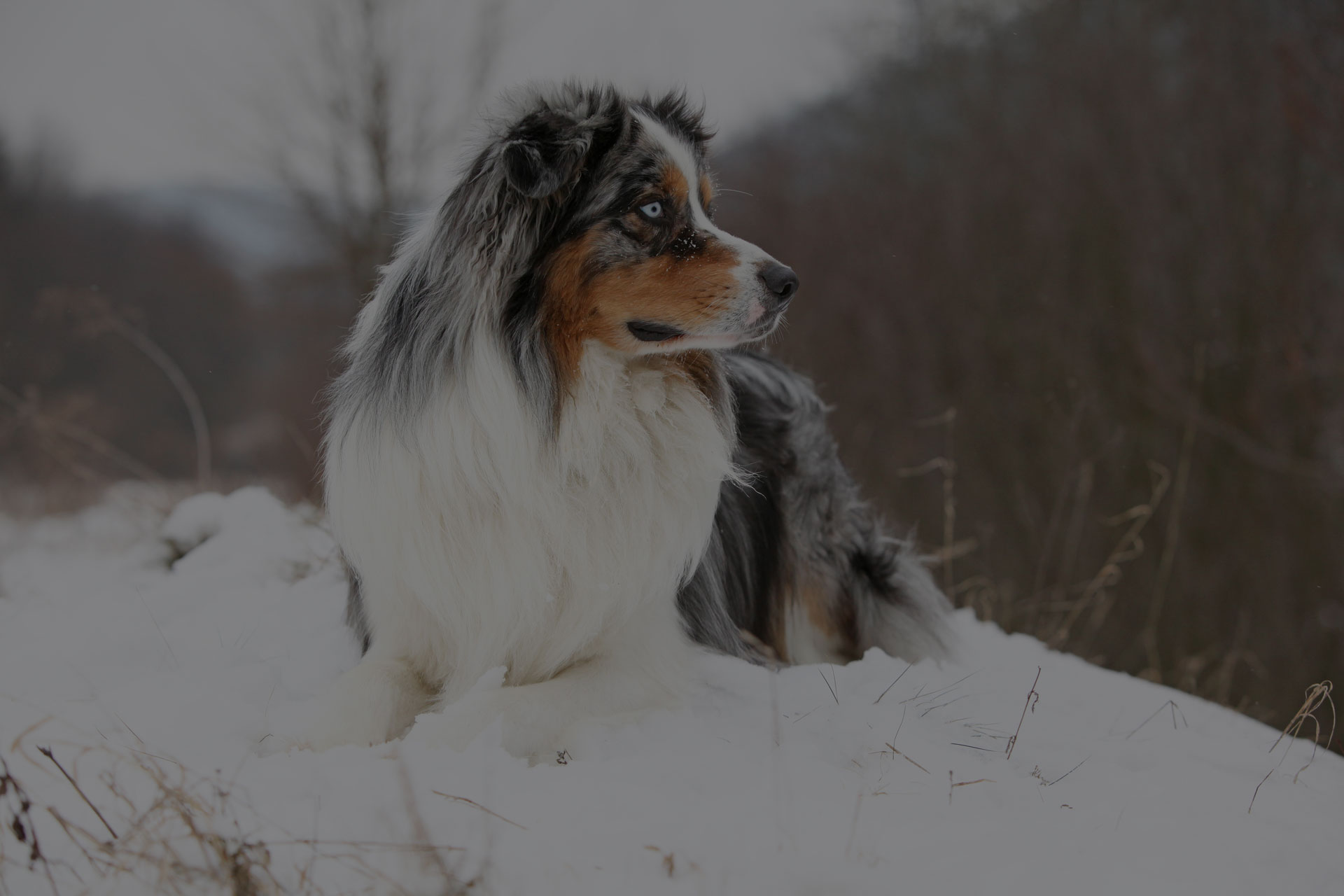 Potrait of Amazing australian shepherd in winter