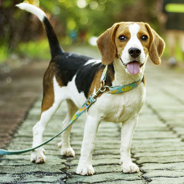 beagle puppy standing on the walkway in public park with sunlight