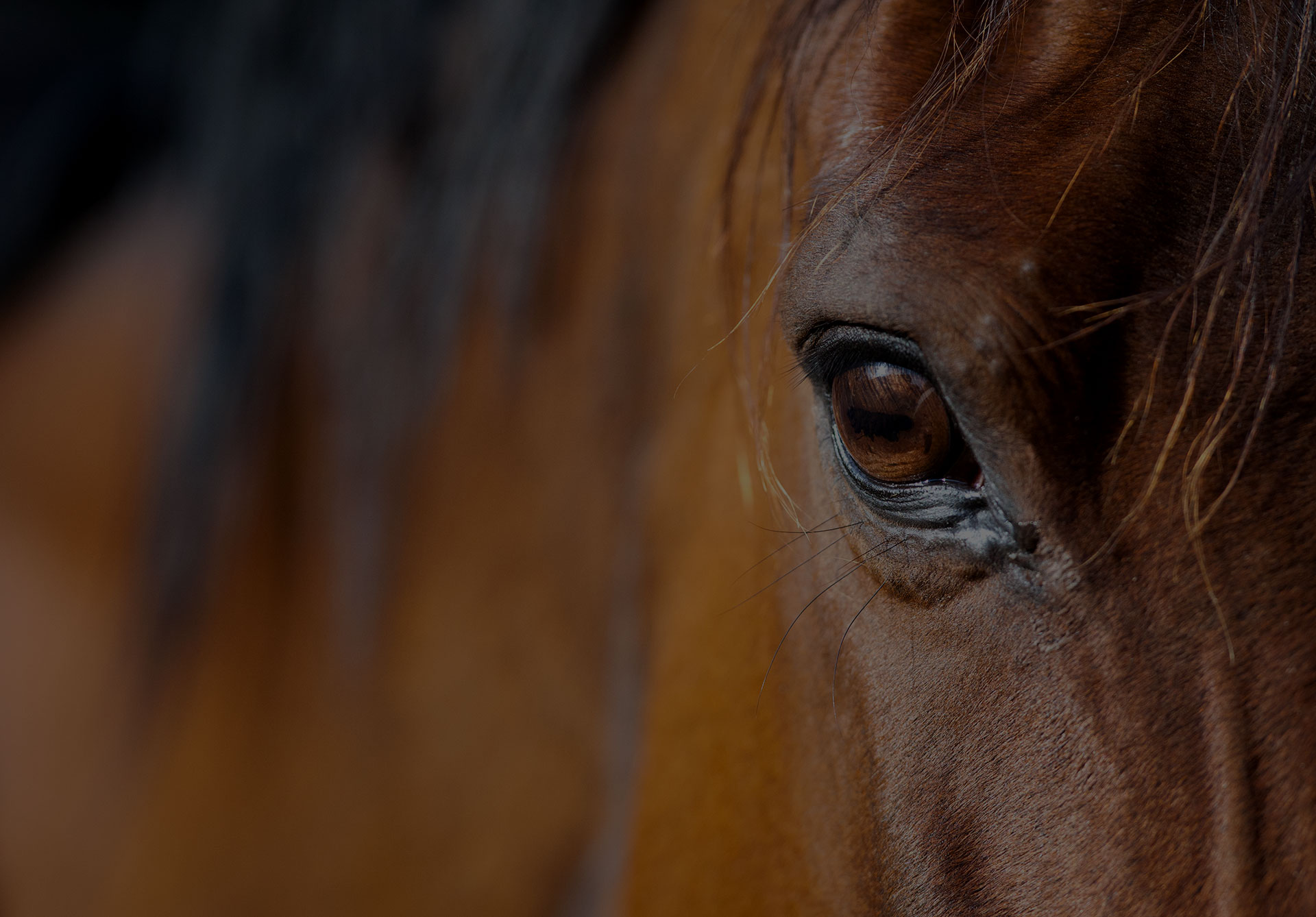 Brown horse eye close up