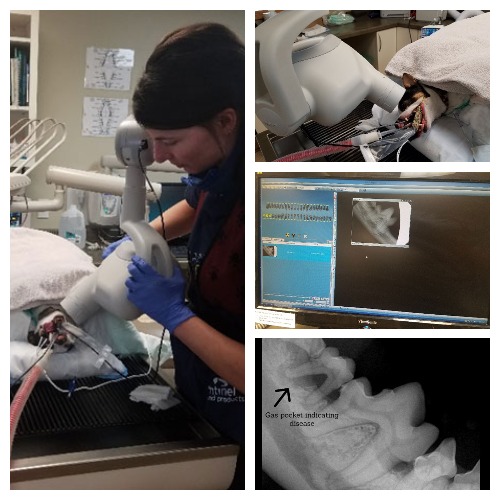 Dental treatment on dog