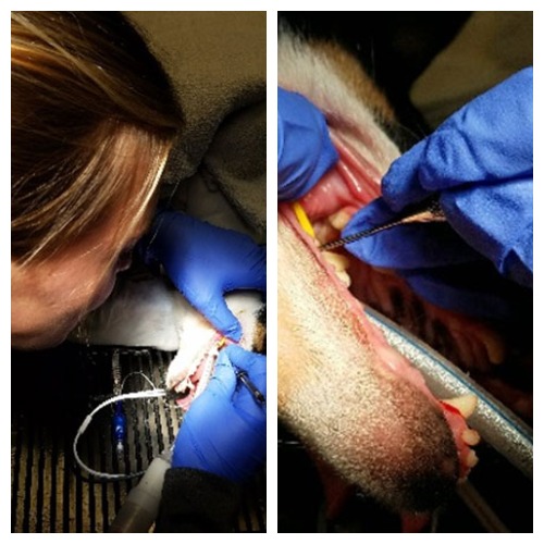 Dental treatment on dog