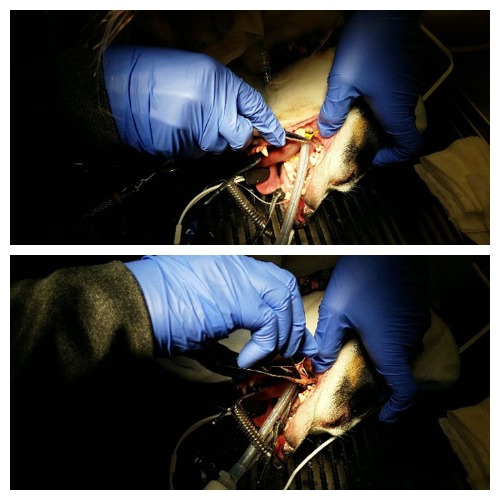 Dental treatment on dog
