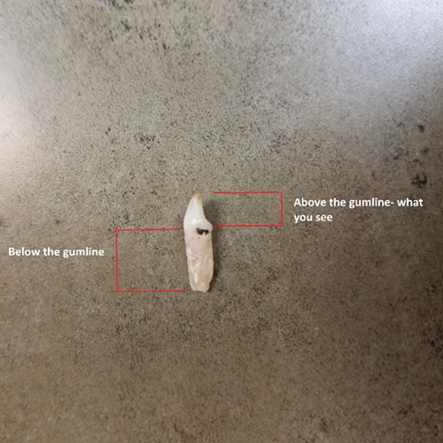 teeth of dog