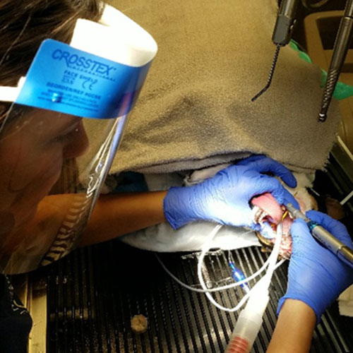 Dental treatment on dog