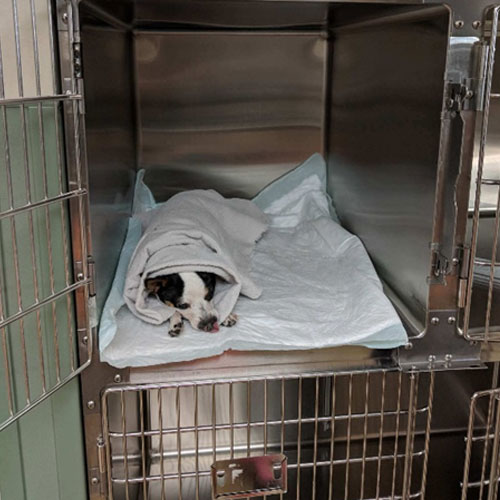sick dog in cage