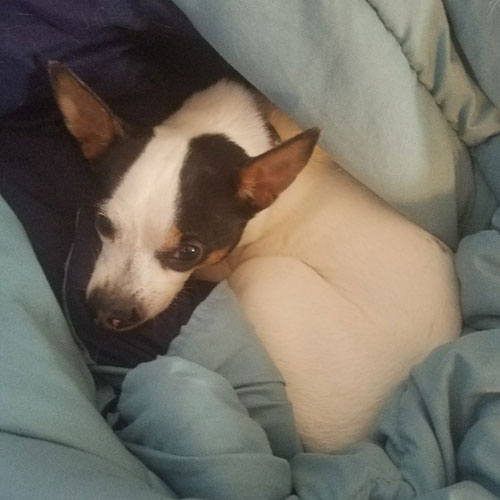 Dog looking scared in blanket