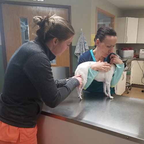 Veterinarian giving an treatment to a dog