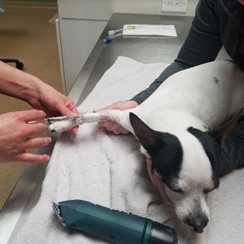 Veterinarian giving an injection to a dog