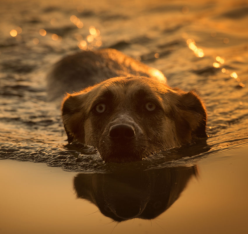 Dog is swimming at sunrise in a lake