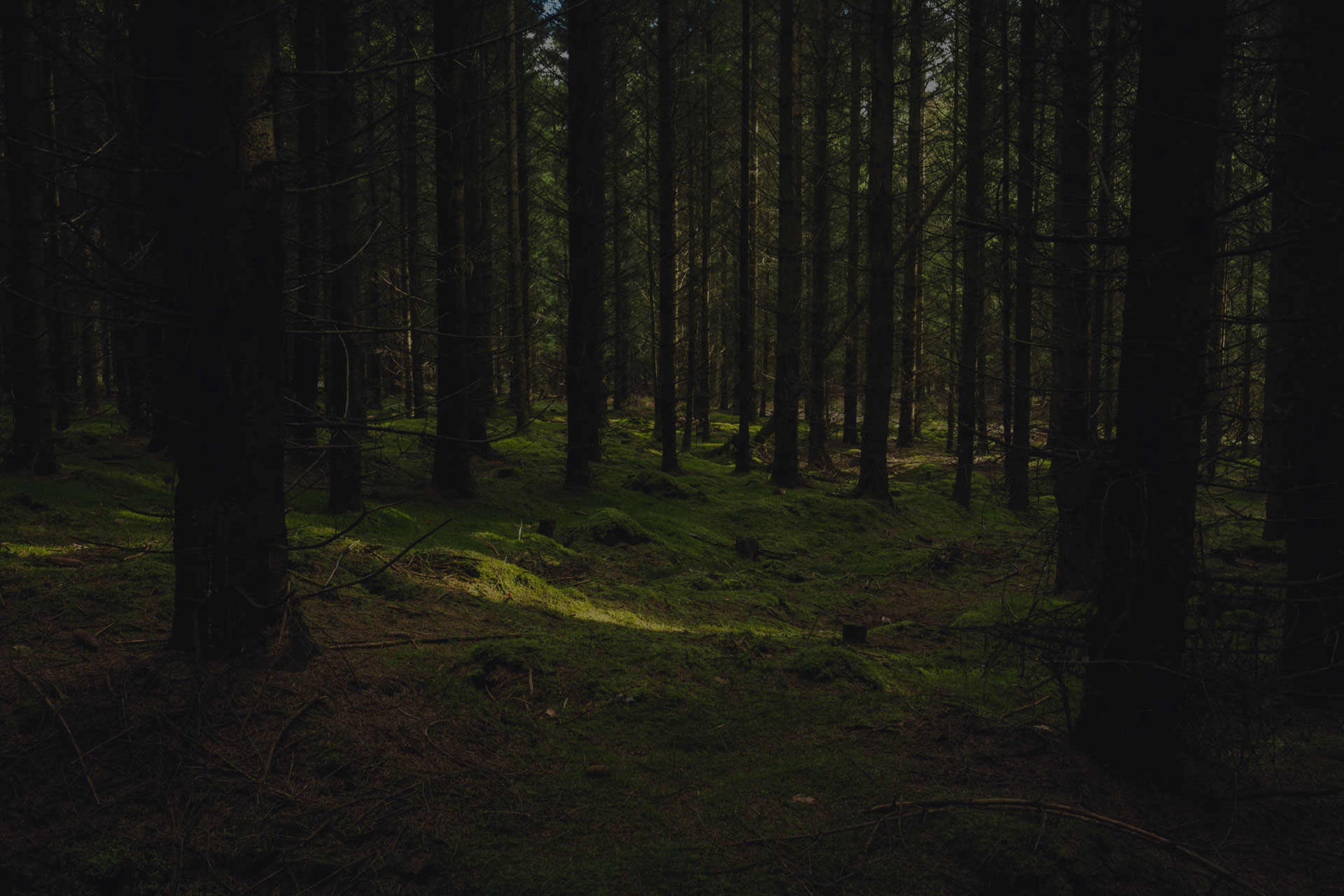 Rays of sun through the thick forest