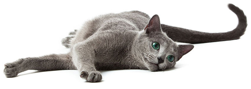 Russian Blue cat