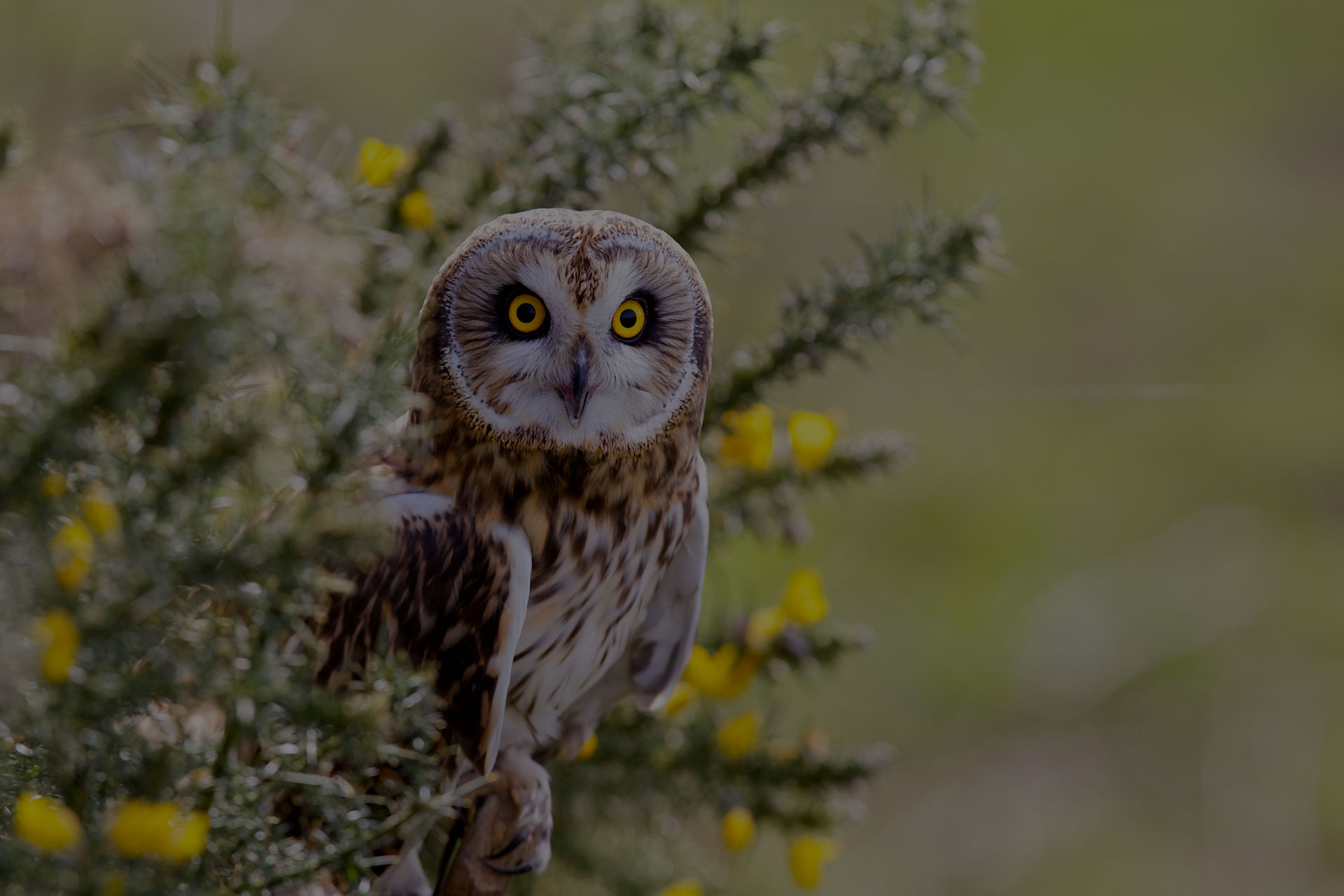 Owl on the tree