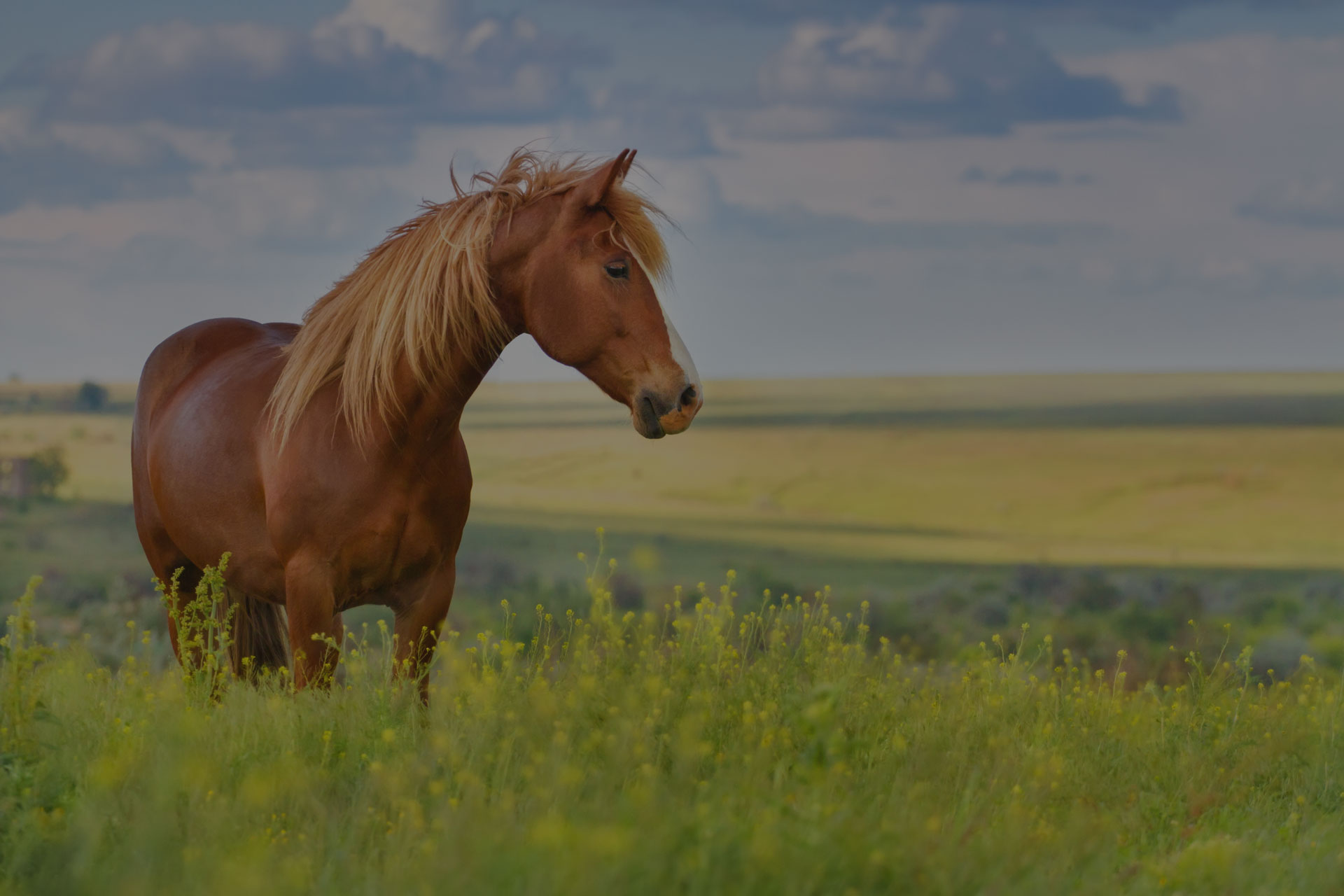 Red horse with long mane in flower field against sky