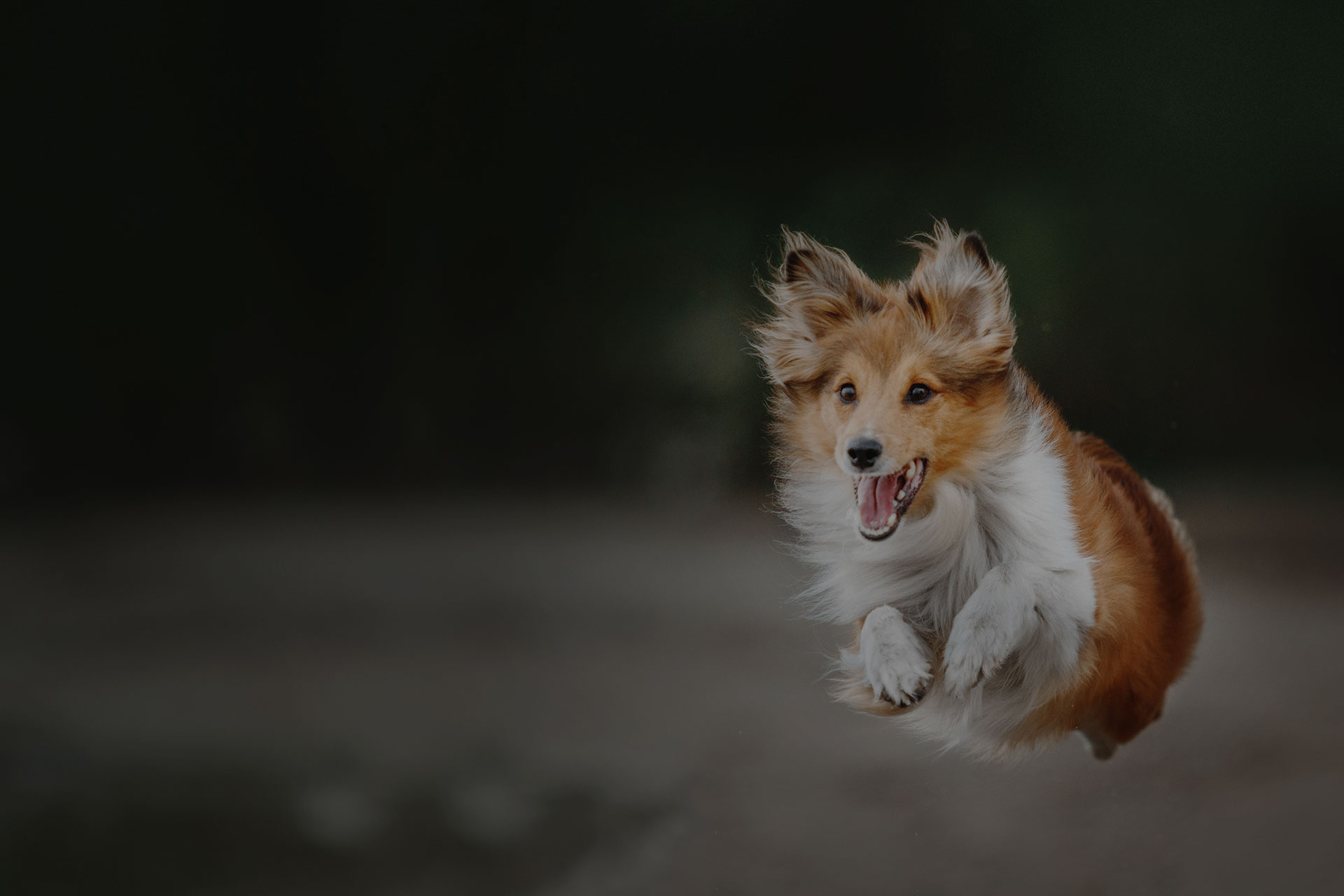 Dog Running Shetland Sheepdog