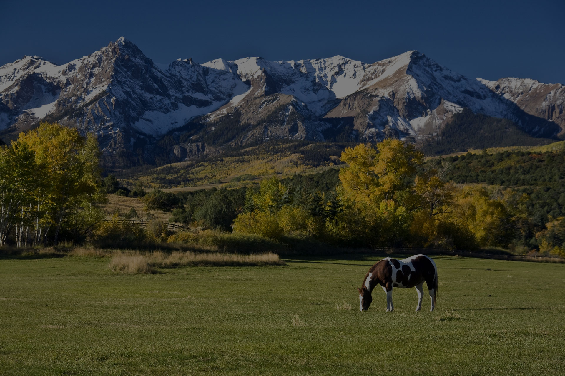 Colorado Horse Grazing