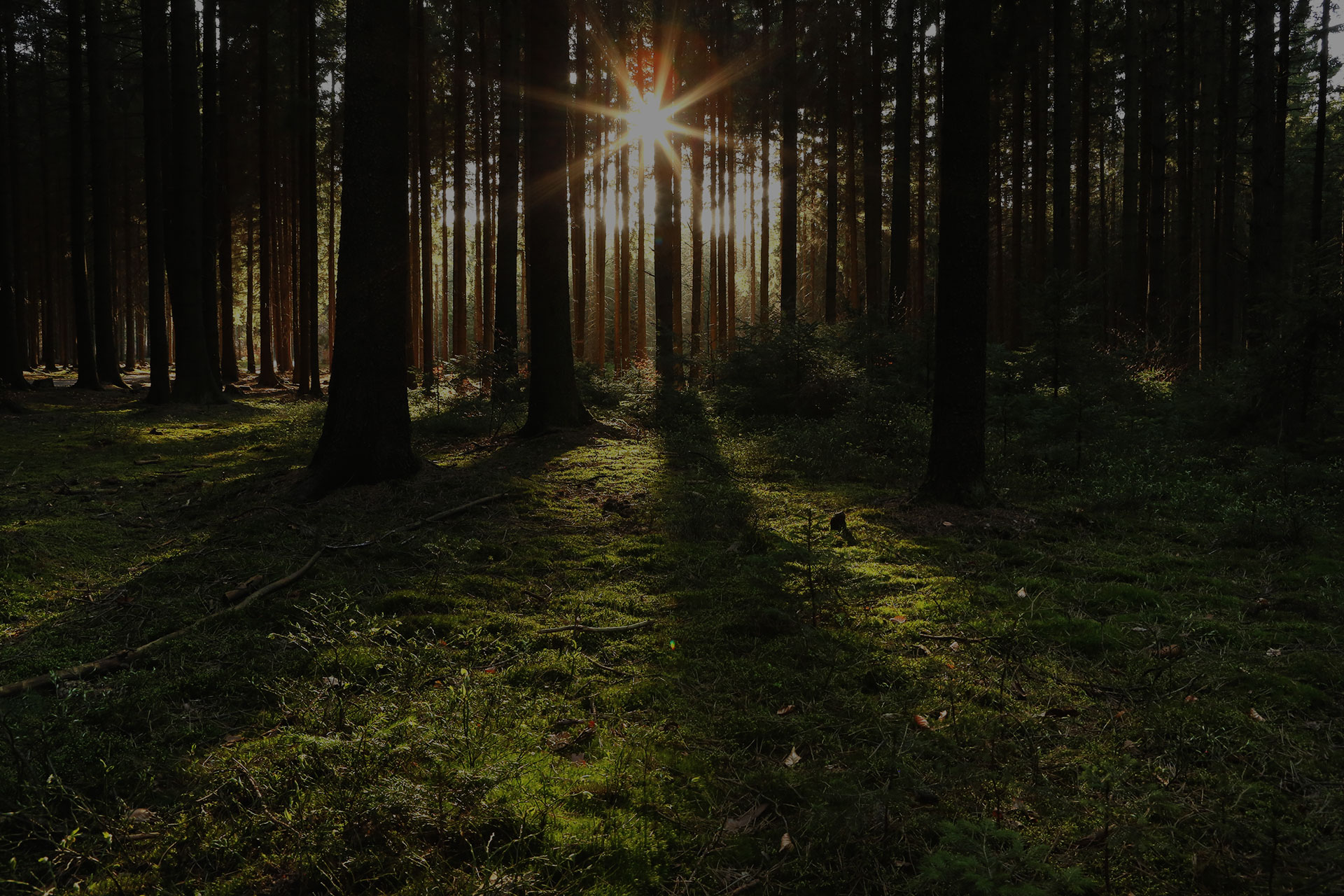 Forest Trees with Sunlight Pouring through at Sunset in the Woods on Ground Illuminating Tree Branches